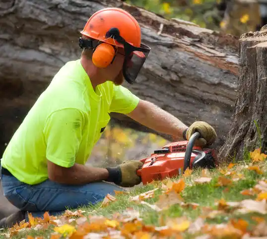 tree services Fultonville